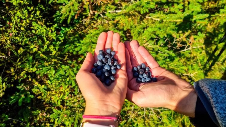 Detox cure and picking in the Alps