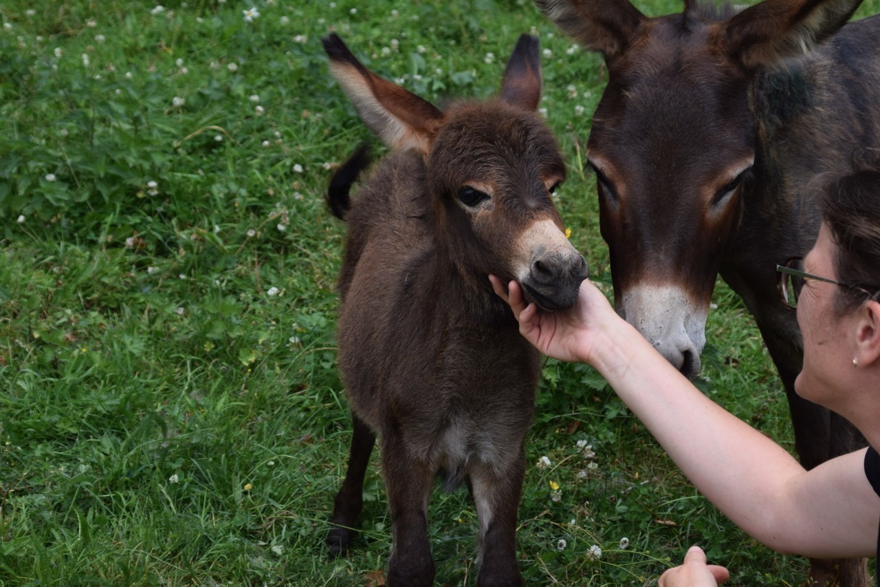 Céline raises American miniature donkeys.