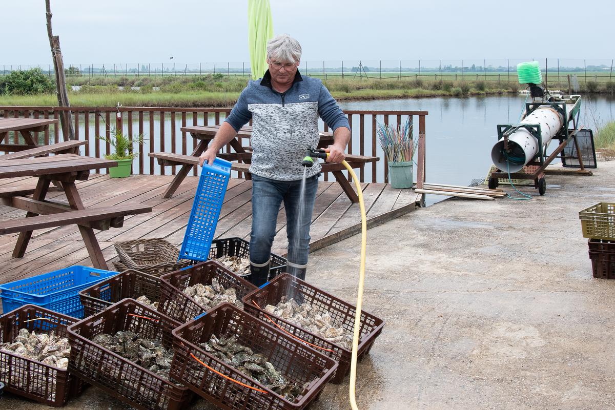 The oyster farmer Thierry Fauchier is established at the end of the Baluard marsh, where he works with his family