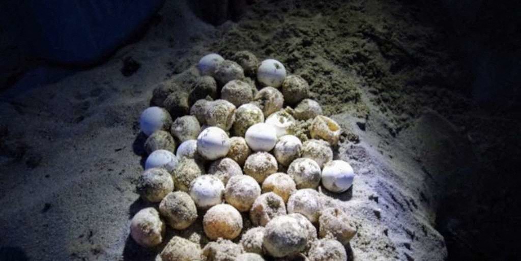 In August 2018, a Caouanne laid 56 eggs in Corsica 