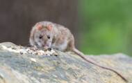 Switzerland: “rehoming” promises a new life for laboratory rats