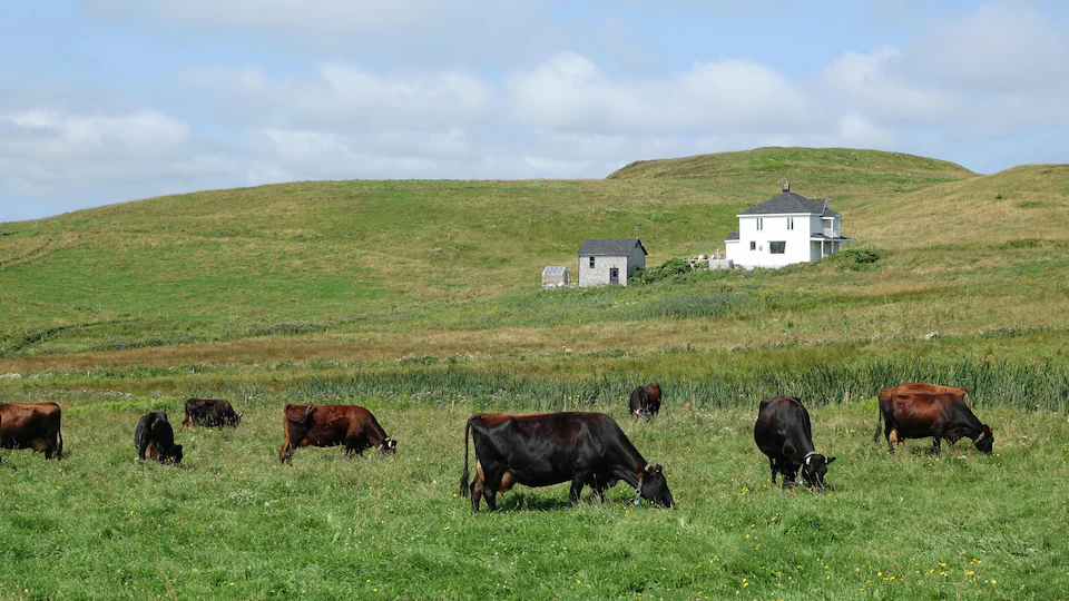 Cows graze in front of hills where there is a house.