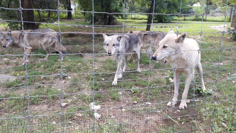 Three gray and white wolves behind a fence.