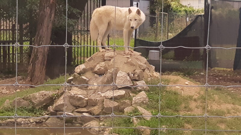 A young white wolf, on a mound of stones, behind the fence of the zoo.