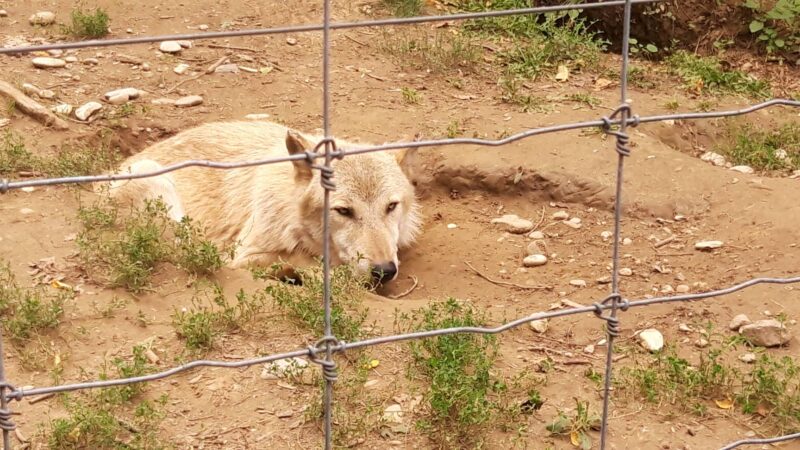 A wolf lying in a hole, behind the fences of the zoo.
