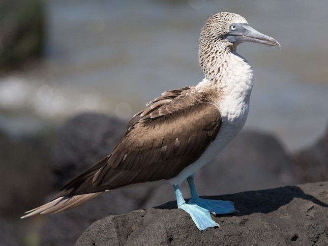 Observations des oiseaux à Christmas Island