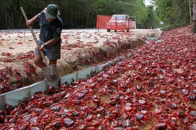 Migration des crabes rouges