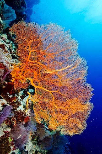 Plongée sous marine à Christmas Island