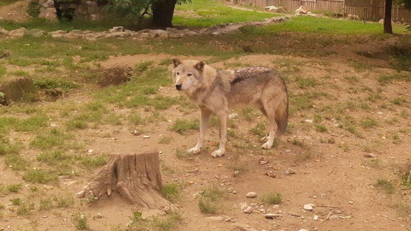 North Macedonia the wolf targeted and killed