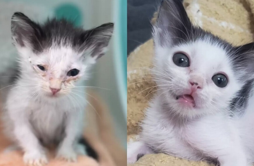 The beautiful transformation of this kitten on the verge of starvation into a little being full of life (video)