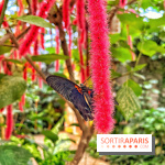 La Serre aux Papillons, une jungle tropicale exceptionnelle et des papillons exotiques dans les Yvelines