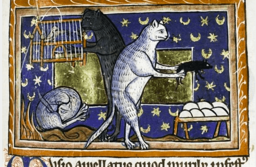Cats, kings of the Internet… and books from the Middle Ages