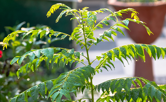Murraya koenigii, delicate aromatic tree