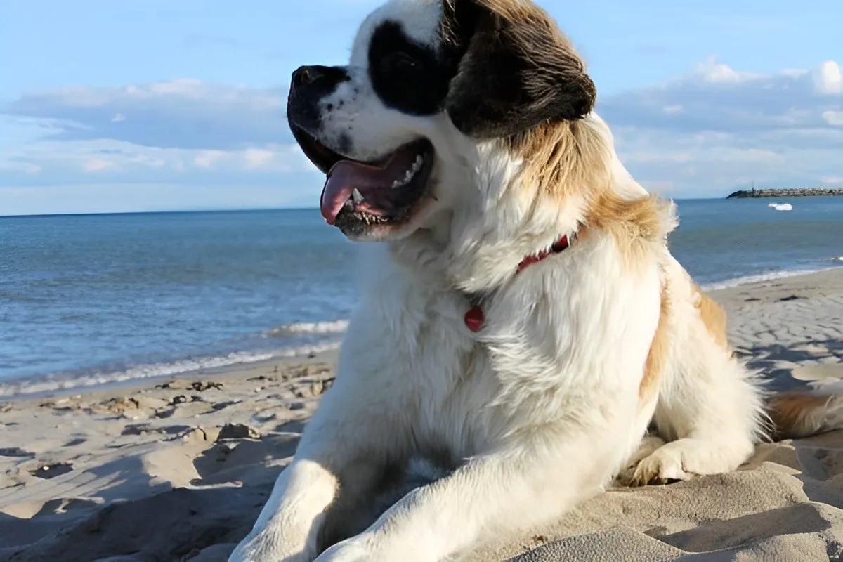 beach sea dog breed compatibility astrology sign