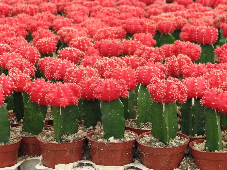 red cactus plant viva magenta color plants