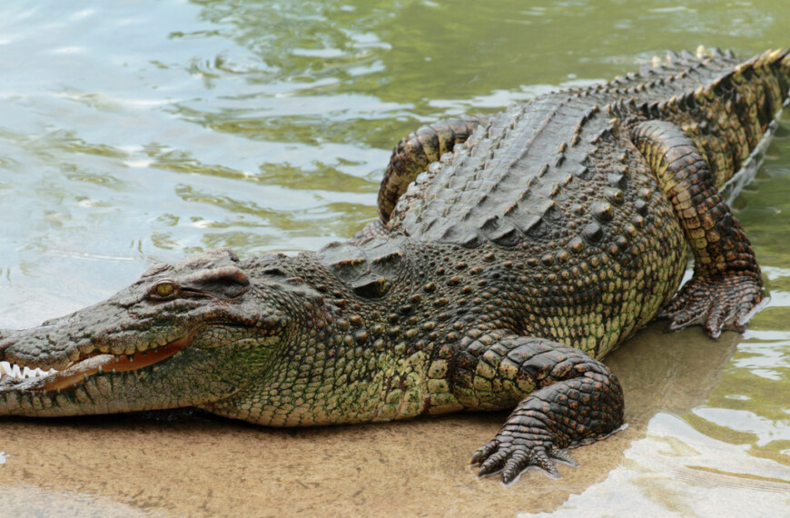 Rêver de crocodile, quelle est la signification ?