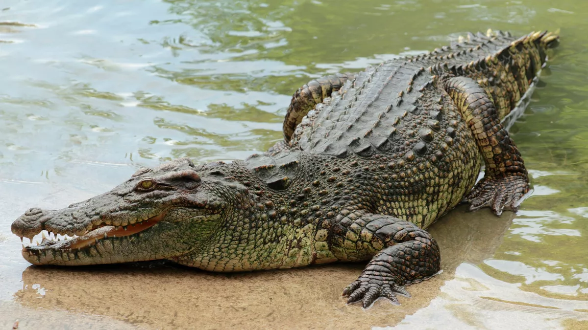 Rêver de crocodile, quelle est la signification ?